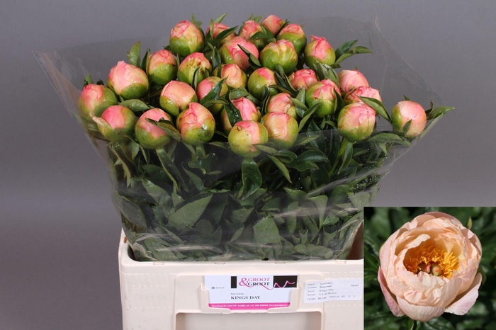 <h4>Paeonia Kings Day | XXL</h4>