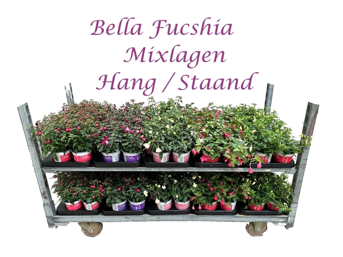 <h4>Fuchsia Bella</h4>