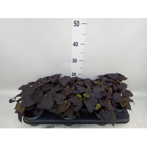 Ipomoea batatas 'Blackie'