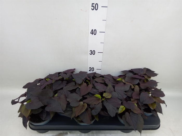 <h4>Ipomoea batatas 'Blackie'</h4>