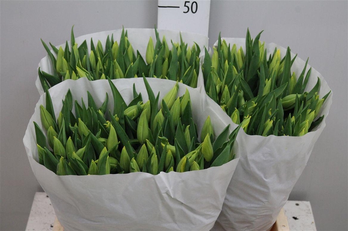 <h4>Tu En Strong Gold</h4>