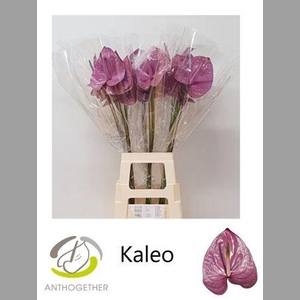 Anth A Kaleo