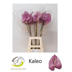 Anth A Kaleo