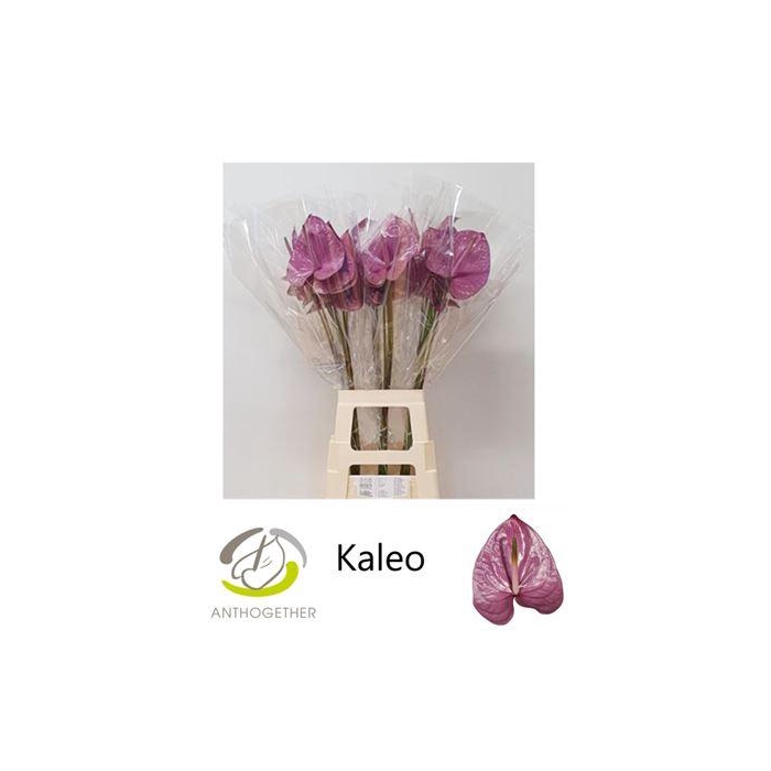 <h4>Anth A Kaleo</h4>