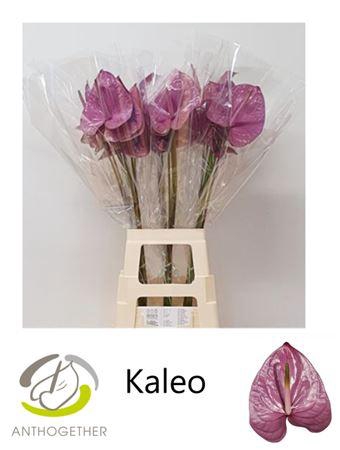 <h4>ANTH A KALEO</h4>