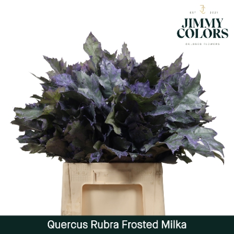 <h4>Quercus Rubra L60 Klbh. Frosted Milka</h4>