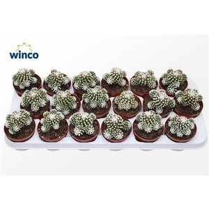 Mammillaria Gracilis (arizona Snowcap)