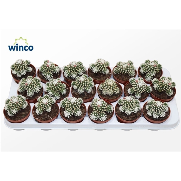 <h4>Mammillaria Gracilis (arizona Snowcap)</h4>