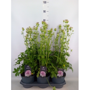 Astrantia major