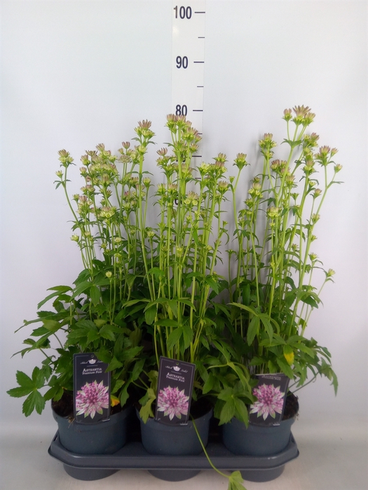 <h4>Astrantia major</h4>