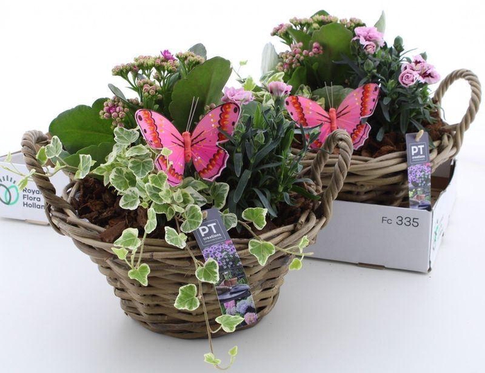 <h4>ARR TUINPLANTEN</h4>