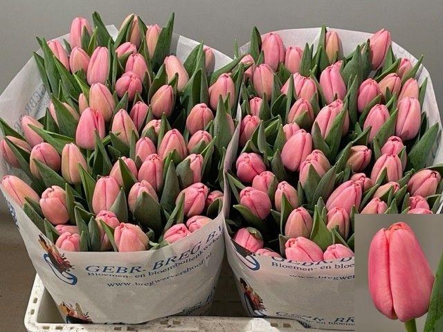 <h4>TU EN TRESOR</h4>