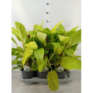 Philodendron  'Malay Gold'