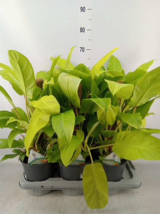 <h4>Philodendron  'Malay Gold'</h4>