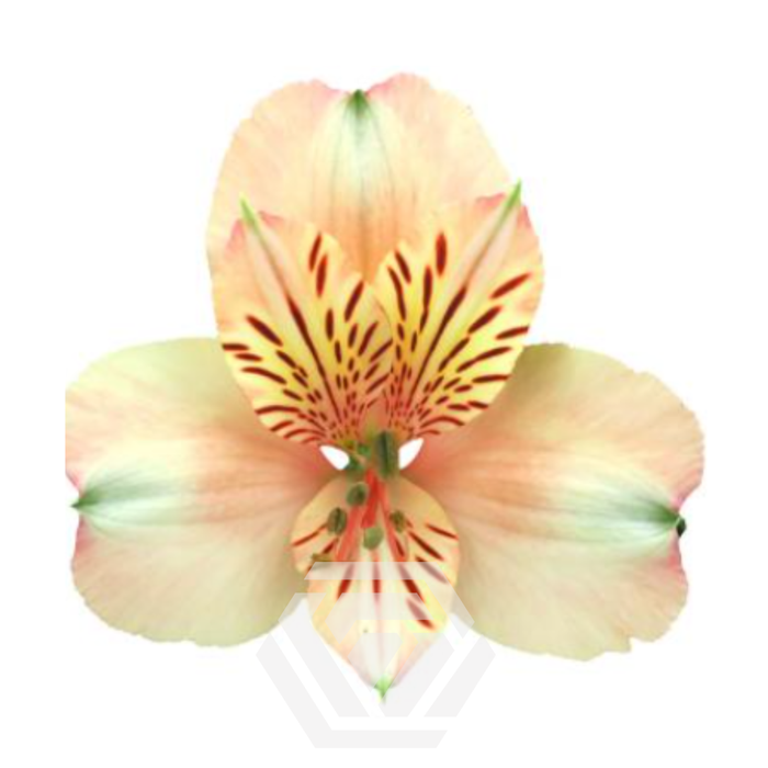 <h4>ALSTR CANYON 60CM Tessa</h4>