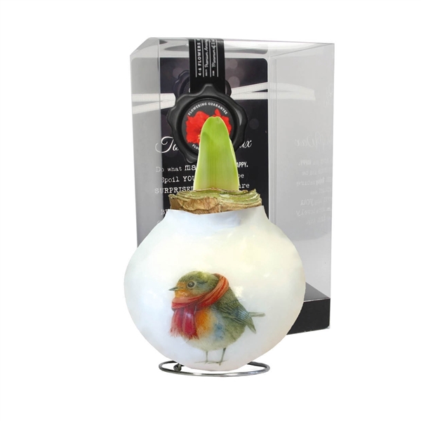 <h4>Amaryllis Touch of Wax Porcelain Robin 6x1, rode bloem, Plastic Giftbox, Tray236</h4>