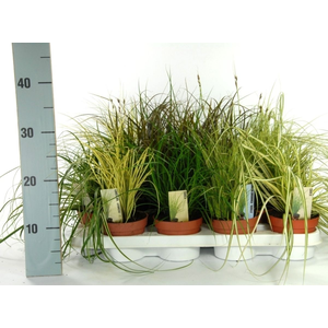 Carex mixed tray p12