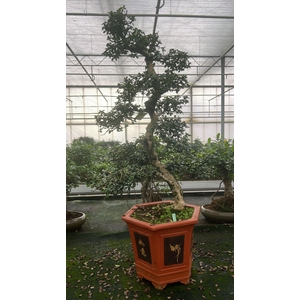 Carmona macrophylla, pot 37 cm., height 115 cm. (single item)