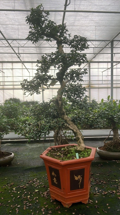 <h4>Carmona macrophylla, pot 37 cm., height 115 cm. (single item)</h4>