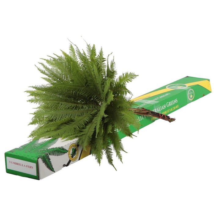 <h4>Umbrella Fern</h4>