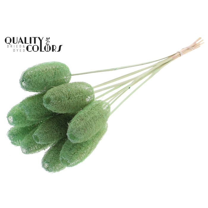 <h4>Luffa Mini on stem Mint Green</h4>