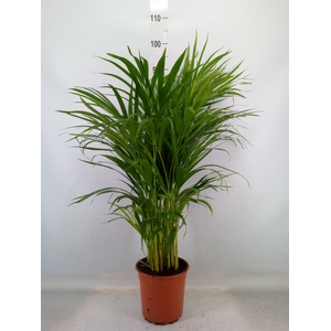 Dypsis lutescens   ...Chrysalidoca