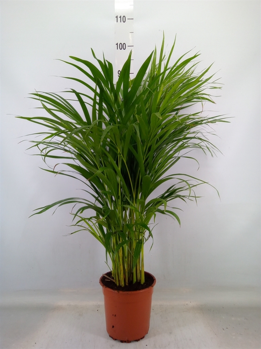 <h4>Dypsis lutescens   ...Chrysalidoca</h4>
