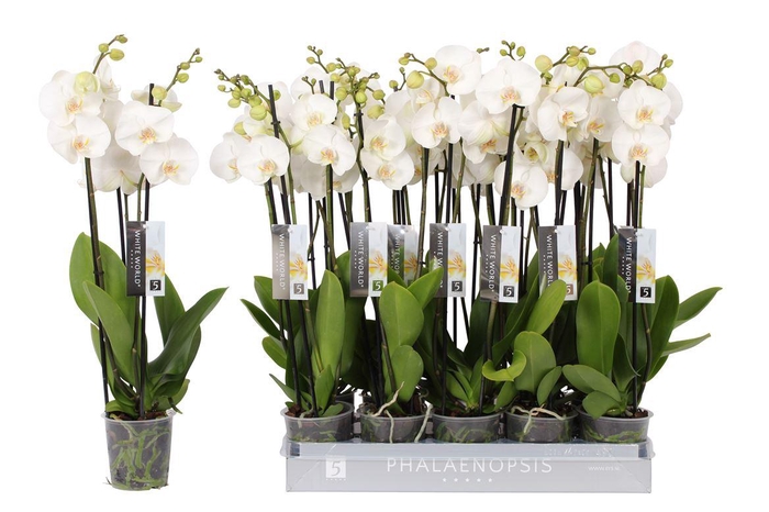 <h4>Phal White World 3 Tak</h4>
