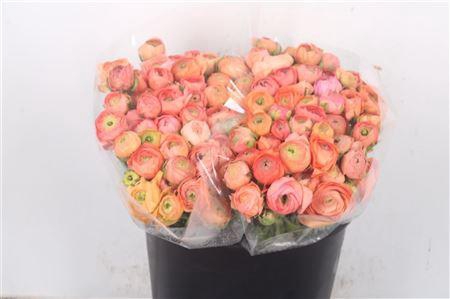 <h4>Ran Elegance Salmon Super</h4>