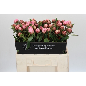 Paeonia Sarah Bernhardt