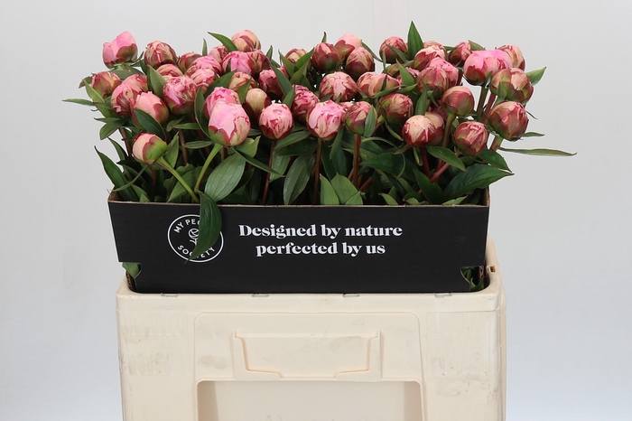 <h4>Paeonia Sarah Bernhardt</h4>