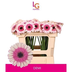 Ge Mi Demi