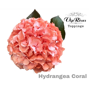 Hydr M Coral