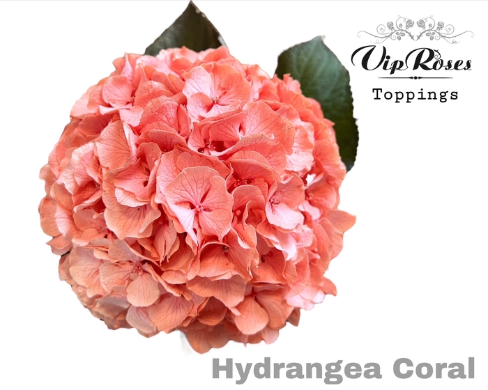 <h4>HYDR M CORAL</h4>