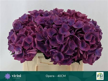 Hydr M Roy Opera