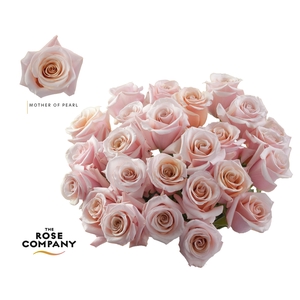 Rosa Ec Mother of Pearl