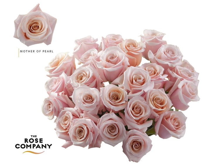 <h4>Rosa Ec Mother of Pearl</h4>