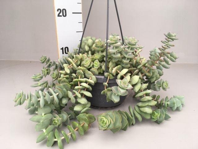 <h4>Crassula   ...</h4>