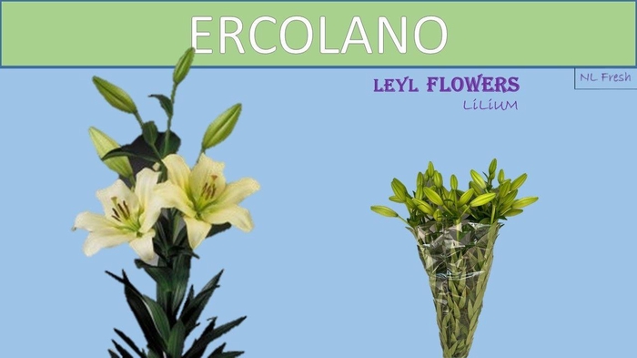 <h4>LI LA ERCOLANO</h4>