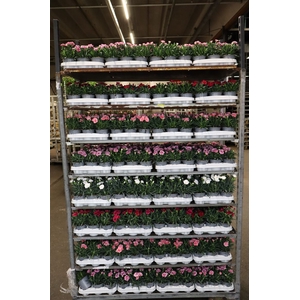 Dian Mixkar 6 Kleur 1 Klr Per Tray