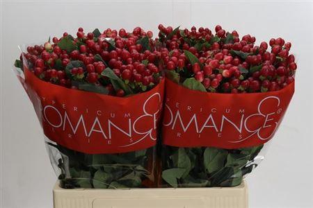 <h4>Hyp True Romance</h4>