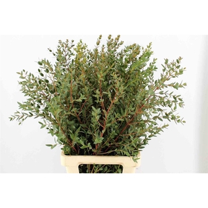 Euca Parvifolia 150gr P Bunch