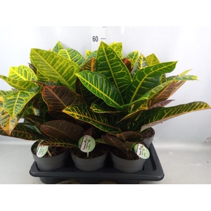 Codiaeum var. GR 'Petra'