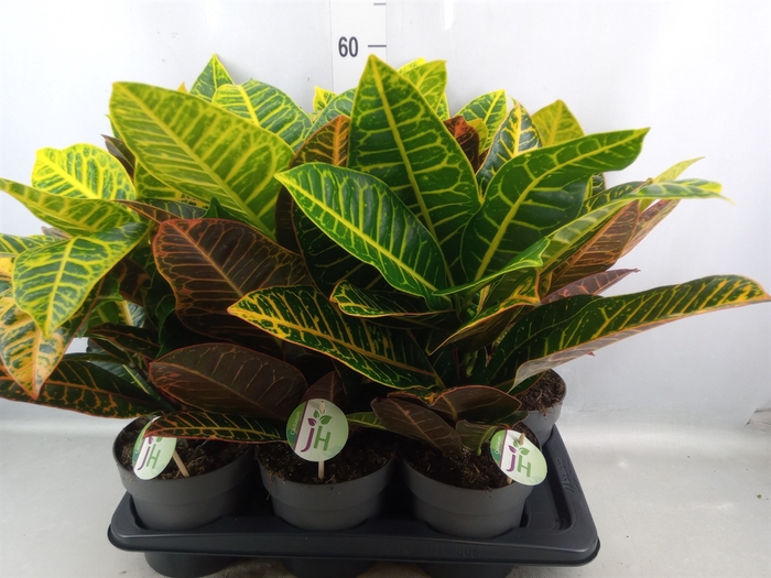 <h4>Codiaeum var. GR 'Petra'</h4>