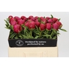 Paeonia Belgravia