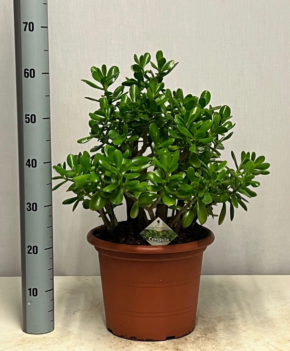 <h4>CRASS OVATA</h4>