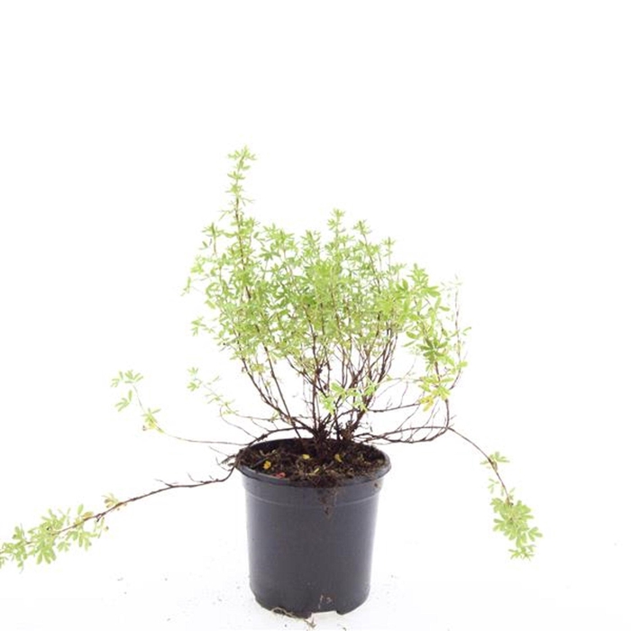 <h4>Potentilla Blink</h4>