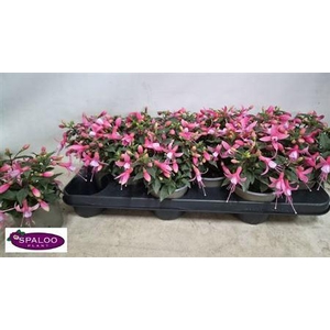 Fuchsia B F Soila