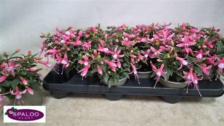 <h4>Fuchsia B F Soila</h4>