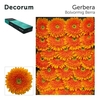 GE GB BERRA+